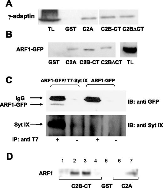 Figure 5. Binding of γ-adaptin and ARF1 by Syt IX. (A) Twenty micrograms of GST, GST-Syt IX-C2A, GST-Syt IX C2B-CT, or GST-Syt IX C2BΔCT was immobilized on glutathione-Sepharose beads and incubated for 18 hours at 4°C with RBL cell lysates (500 μg). Bound proteins were eluted in sample buffer; half of the total eluted proteins were resolved by SDS-PAGE and analyzed by Western blot using anti–γ-adaptin antibodies. Total lysate (TL; 100 μg) was loaded. (B) Twenty micrograms of GST, GST-Syt IX-C2A, GST-Syt IX-C2B-CT, or GST-Syt IX C2BΔCT, as indicated, was immobilized and incubated as described except that RBL cells lysates (500 μg) were derived from cells transiently transfected with ARF1-GFP cDNA. Bound proteins were eluted in sample buffer; half of the total eluted proteins were resolved by SDS-PAGE and analyzed by Western blot using anti-GFP antibodies. Total lysate (TL; 100 μg) was loaded. (C) Immunoprecipitation was performed as described in “Materials and methods,” using RBL cell lysates derived from cells cotransfected with T7-Syt IX and ARF1-GFP or only ARF1-GFP cDNAs as indicated and using anti-T7 antibodies (IP antibody). Immune complexes were separated by SDS-PAGE and analyzed by Western blot using anti-GFP or anti–Syt IX antibodies as indicated (IB antibody). (D) Twenty micrograms of GST, GST-Syt IX-C2A, or GST-Syt IX-C2B-CT, as indicated, was immobilized on glutathione-Sepharose beads and incubated for 18 hours at 4°C with buffer (lanes 1 and 6), RBL cell lysates (500 μg, lane 2) DEAE Sephadex A25 effluent derived from ARF1-transformed bacteria (500 μg; lanes 3, 5, and 7) or nontransformed bacteria (500 μg; lane 4). Bound proteins were processed as described.