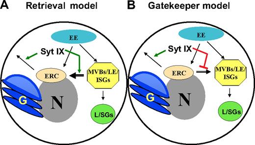 Figure 8. Models suggesting possible roles for Syt IX in controlling composition of SGs. (A) According to the “Retrieval” model, Syt IX regulates the transport of carriers destined to exit the ERC and the retrieval of recycling cargo from the MVBs/ISGs to the ERC. (B) According to the “Gatekeeper” model, Syt IX regulates export from the ERC and prevents ERC to MVBs/ISGs transport. N indicates nucleus; G, Golgi apparatus; L, lysosome; ERC, endocytic recycling compartment; ISG, immature secretory granule; EE, early endosome; LE, late endosome; MVB, multivesicular body.
