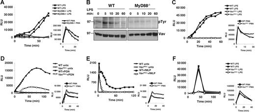 Figure 1. Vav is phosphorylated in a MyD88-dependent fashion and is required for LPS-induced oxidative burst. (A) Oxidative burst in MyD88−/− and WT PECs stimulated with LPS (10 μg/mL) or PMA (50 ng/mL) was measured by lucigenin chemiluminescence. (B) WT and MyD88−/− BMDMs were stimulated with LPS (10 μg/mL) for the indicated time points. Cells were lysed immediately following stimulation, and lysates were analyzed by sequential Western blot for phosphotyrosine (pTyr) and Vav. (C) Oxidative burst in Vavnull and WT PECs stimulated with LPS (10 μg/mL) or PMA (50 ng/mL) was measured by lucigenin chemiluminescence. (D-E) Oxidative burst was measured by lucigenin chemiluminescence in BM neutrophils stimulated with (D) PGN (10 μg/mL) or (E) fMLP (10 μM). (F) Oxidative burst in BMDMs stimulated with LPS (10 μg/mL) or PMA (50 ng/mL) was measured with lucigenin. Panels A, C, and F show 2 mice from each genotype that were analyzed within the same experiment. All panels show data representative of more than 5 independent experiments.