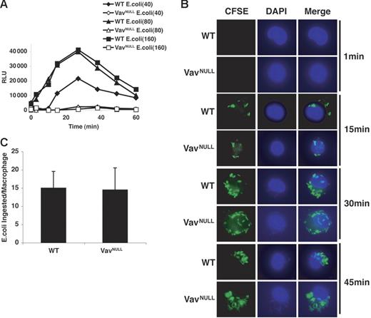 Figure 2. Vav is required for ROI production in macrophages stimulated with E coli. (A) Oxidative burst was measured by lucigenin chemiluminescence in BMDMs stimulated with unopsonized, heat-killed E coli. Three doses of E coli (40, 80, and 160 million cells) were used to stimulate macrophages. (B) BMDMs were stimulated with CFSE-labeled E coli (40 million cells) for the indicated time points. Free bacteria that had not been phagocytosed by macrophages were washed away, and macrophages were stained with DAPI and mounted on slides for microscopic analysis. (C) Quantitation of the number of E coli internalized by macrophages at 30 minutes. Data represent the mean ± SD E coli ingested per macrophage. Fifty macrophages were scored.