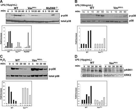 Figure 4. Vav is required for LPS-induced activation of p38 MAPK. (A) BMDMs from WT, Vavnull, and MyD88−/− mice were stimulated with LPS (10 μg/mL) for the indicated time points. Activation of p38 MAPK was assayed by probing of immunoblots with antibodies recognizing phosphorylated p38 (p-p38). Protein loading was verified by stripping and reprobing of blots with antibodies against total p38. (B) BMDMs from WT and Vavnull mice were stimulated with LPS (0.1 μg/mL), and activation of p38 MAPK was assayed as in panel A. (C) Unmanipulated WT and Vavnull BMDMs were treated with 1 μM H2O2 for the indicated time points, and p38 MAPK activation was assayed as in panel A. (D) BMDMs from WT and Vavnull mice were stimulated with LPS (10 μg/mL) and analyzed for activated ASK1 by Western blotting, with phosphospecific antibodies recognizing threonine residue 845 in murine ASK1 (pASK1). Equal protein loading was demonstrated by stripping and reprobing blots with anti-ERK2. Densitometry was performed in all panels to quantitate the indicated phosphorylated protein relative to total levels of the protein. Data are representative of 3 experiments.
