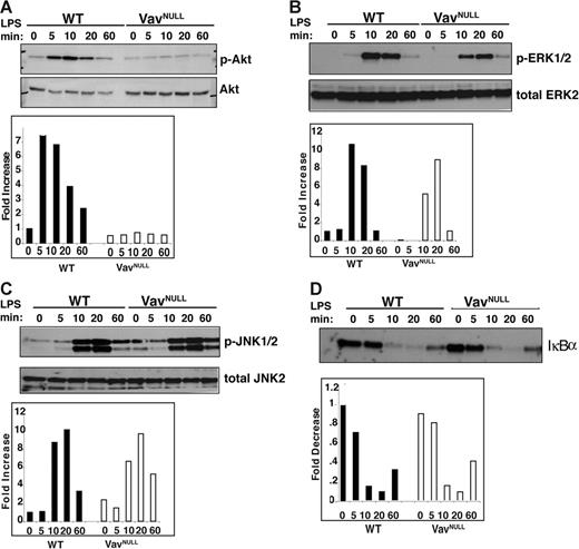 Figure 5. Vav is differentially required for activation of LPS-induced kinase cascades. WT and Vavnull BMDMs were stimulated with LPS (10 μg/mL) and lysed at the indicated time points. Lysates were separated by SDS-PAGE and analyzed by Western blotting for (A) phosphorylated Akt (p-Akt) and total Akt, (B) phosphorylated ERK1/2 (p-ERK1/2) and total ERK2, (C) phosphorylated JNK1/2 (p-JNK1/2) and total JNK2, and (D) IκBα. Results are representative of 3 or more experiments for each protein analyzed. Densitometry was performed to quantitate the indicated phosphorylated protein relative to total levels of the protein (A-C). In addition, total levels of IκBα were quantitated by densitometry (D).