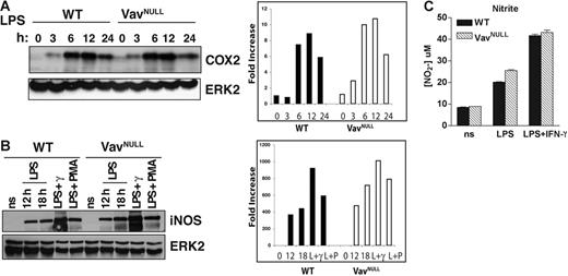 Figure 7. Vav is not required for COX2 or iNOS induction in response to LPS stimulation. (A) WT and Vavnull BMDMs were stimulated with LPS (10 μg/mL) and lysed at the indicated time points. Lysates were subsequently analyzed by Western blotting for COX2. Protein loading was verified by stripping and reprobing blots with antibodies against total ERK2. (B) WT and Vavnull BMDMs were stimulated with LPS (10 μg/mL), LPS and IFN-γ (50 U/mL), or LPS and PMA (50 ng/mL) for the indicated time points (18 hours, unless otherwise indicated). Cells were immediately lysed and analyzed by Western blotting for iNOS. Protein loading was verified by stripping and reprobing of blots with antibodies against total Erk-2. Densitometry was performed to quantitate iNOS and COX2 protein levels relative to total Erk-2. (C) BMDMs were stimulated with LPS (10 μg/mL) or LPS and IFN-γ (50 U/mL) for 18 hours. RNI production was analyzed by measuring nitrite content in culture supernatant using the Greiss reagent. For RNI experiments, data shown are mean ± SD of triplicate samples and are representative of 2 independent experiments. COX2 and iNOS expression was examined in more than independent experiments.