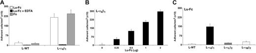 Figure 1. L-α4β1 cells adhere to Lu-Fc in a divalent cation dose-dependent manner under static conditions. (A) Lu-Fc or fibronectin (Fn) (1 μg) were adsorbed onto flat-bottomed 96-well microtiter plates and 105 L-WT or L-α4β1 cells were added in the presence or absence of 1 mM EDTA and incubated for 40 minutes. (B) Adhesion assay using L-α4β1 cells and increasing amounts of Lu-Fc protein. (C) Adhesion assay using 0.5 μg of Lu-Fc and control L-WT, L-αLβ2, and L-αMβ2 cells. Error bars represent SD.