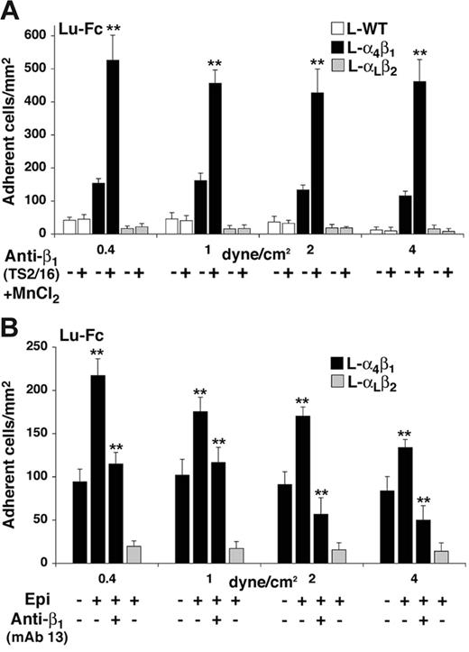 Figure 4. Increase of L-α4β1 cell adhesion to Lu-Fc by TS2/16 anti-β1–activating antibody and by epinephrine under flow conditions. (A) A cell suspension including L-α4β1 and calcein-labeled L-α4β1 or L-WT cells (107 cells/mL; 1:1) was incubated with 1 μg/mL activating antibody anti–integrin β1 (TS2/16) and 1 mM MnCl2 for 20 minutes at room temperature, then injected into a Lu-Fc–coated microslide (0.3 mg/mL) for 10 minutes at 0.2 dyne/cm2. Washouts (5 minutes) were applied sequentially from 0.4 to 4 dyne/cm2, and cells were counted in 6 different areas along the microslide centerline after each wash. Untreated cells were injected separately as control. (B) A cell suspension, including L-α4β1 and calcein-labeled L-αLβ2 cells (107 cells/mL; 1:1) was either untreated, or incubated with 20 nM epinephrine (Epi) for 1 minute at room temperature with or without preincubation with 10 μg/mL blocking antibody anti–integrin β1 (mAb 13). Injection and washes were carried out as for panel A. (**P < .01). Error bars represent SD.