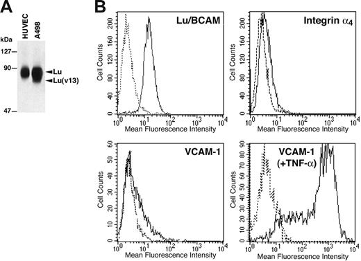 Figure 6. Expression of Lu/BCAM proteins, integrin α4β1, and VCAM-1 in HUVECs. (A) HUVECs and A498 cell-surface proteins were biotinylated, and Lu/BCAM proteins were immunoprecipitated after cell lysis using anti-Lu mAb F241. Immunoprecipitates were run on 8% polyacrylamide gel, and the proteins were revealed using streptavidin–biotinylated HRP. (B) Flow cytometry analysis of Lu/BCAM, integrin α4, and VCAM-1 expression in HUVECs. VCAM-1 expression was tested in HUVECs before and after stimulation by TNF-α. Solid lines represent cells positive for each protein; dashed lines, cells incubated with isotype-matched control antibodies.