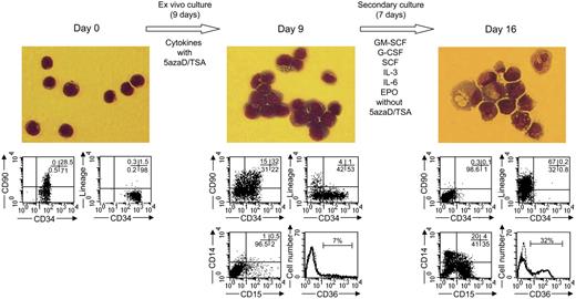 Figure 6. Differentiation potential of the cells expanded following 5azaD/TSA treatment in the ex vivo culture. After 9 days of initial culture (as described in “Material and methods”), 5azaD/TSA-treated cells were placed in a secondary culture supplemented with GM-CSF, G-CSF, SCF, IL-3, IL-6, and EPO in the absence of additional 5azaD/TSA treatment. Cytospin preparations were stained with Giemsa and Wright stains and viewed with a light microscope (objective used 40×/0.75 NA) equipped with an Axiocam camera (Zeiss, Thornwood, NY). Images were processed using Zeiss Axiovision software version 4.1. The phenotype of cells was determined by staining with mAb directed toward CD34, CD90, CD14, CD15, CD36, and lineage markers (CD2, CD14, CD15, CD19, glycophorin A).