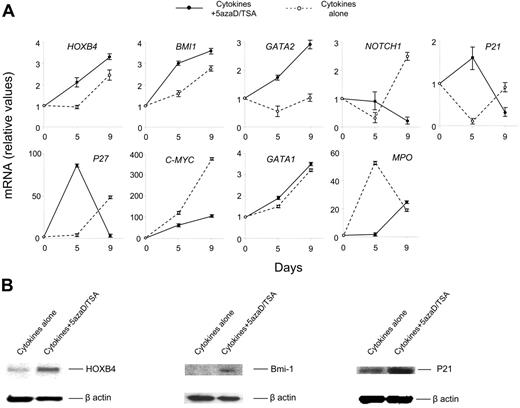 Figure 7. Treatment of CB cells with 5azaD/TSA modifies the expression of transcription levels of genes and their products implicated in HSC self-renewal. (A) Effects of 5azaD/TSA treatment on the relative transcript levels of genes (HOXB4, BMI 1, GATA 2, NOTCH 1, P21, P27, C-MYC, GATA 1, and MPO) were measured by real-time quantitative PCR. Total RNA was extracted from CB CD34+ cells (day 0) or cells obtained after 5 and 9 days of culture in the presence of cytokines with or without 5azaD/TSA treatment. Relative mRNA levels in cultured cells (day 5 and day 9) to primary CB cells (day 0) was determined by real-time quantitative PCR. GAPDH was used as internal calibrator (control gene), the standard curve method was used for relative mRNA quantitation. Measurements were obtained in triplicate and a negative control (lacking the cDNA template) was included for each assay. (B) Detection of HOXB4, Bmi-1, and P21 proteins in the cells cultured with or without 5azaD/TSA treatment in the presence of cytokines after 9 days using Western blotting analyses as described in “Materials and methods.” Equal loading of protein was verified with anti–β-actin antibody on the same membrane.