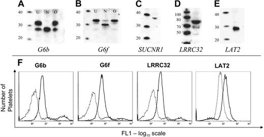 Figure 3. Expression of novel transmembrane proteins in platelets. (A-B) G6b and G6f were detected in platelets. N-glycosidase (lanes marked N), but not O-glycosidase (lanes marked O) treatment of a platelet lysate shows that both G6b and G6f are N-glycosylated platelet proteins. The first lane in each blot is a molecular weight marker (MagicMark; Invitrogen; sizes in kDa). (C-E) Detection of SUCNR1, LRRC32, and LAT2 in platelets by Western blot. (F) Flow cytometric detection of novel proteins in platelets. Dotted line shows fluorescence detection of a matched preimmune serum (or in the case of LAT2, murine IgG1), and solid line shows the fluorescence using antisera/antibodies against the cognate antigen.
