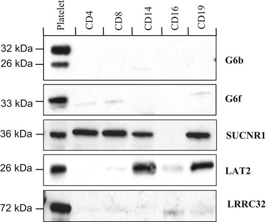 Figure 4. Protein distribution in purified populations of blood cells. G6b, G6f, and LRRC32 are restricted to platelets, whereas LAT2 is also detected in monocytes (CD14+) and B cells (CD19+). The succinate receptor, SUCNR1, was detected in all cells tested except granulocytes.