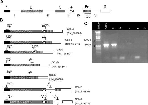 Figure 5. Alternative splicing of G6b in platelets. (A) The G6b (c6orf25) gene consists of 6 exons, with the fifth exon containing 2 potential splice acceptor sites (exon 5a or 5b). (B) Seven splice variants of the G6b transcript are annotated in the Entrez Gene database. Transcripts encoding G6b-F and -G contain the intronic sequences IV and V, respectively. Splice variant-specific primer binding sites are represented by arrows. (C) RT-PCR was used to determine which G6b transcripts are expressed in platelets. The reverse primer G6b-A/C/G potentially amplifies G6b-A, -C, and -G (lane 2); however, only G6b-A is detected because the 457-bp band corresponding to G6b-C is not observed nor is any band detected with the G6b-G–specific primer (lane 7). G6b-B (lane 3) is the only other splice variant detected. Expected sizes of PCR products are shown in Table 4.