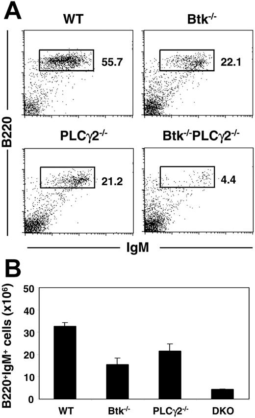 Figure 1. Btk−/− PLCγ2−/− mice have reduced peripheral B-cell populations compared with single mutants. (A) Splenocytes from mice of various genotypes were analyzed via fluorescence-activated cell sorter (FACS) using fluorochrome-conjugated anti-B220 and anti-IgM antibodies. Numbers indicate percentage of cells in lymphocyte gate. Figures shown were representative of at least 4 independent experiments. (B) Enumeration of splenic B cells (mean ± SEM) in various mice. Number of cells is calculated based on total cell count and fraction of B220+IgM+ cells present in the tissues as revealed by FACS staining. Wild-type (WT), n = 6; Btk−/−, n = 6; PLCγ2−/−, n = 5; and Btk−/− PLCγ2−/− (DKO), n = 4.