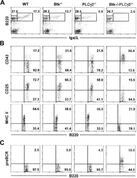 Figure 2. Combined deficiencies in Btk and PLCγ2 arrest B lymphopoiesis at a pre-BCR+ stage. Bone marrow cells from mice of various genotypes were characterized for their expression of B220 and Igκ/λ (IgL) (A). B220+IgL− cells were further analyzed for the expression of CD43, CD25, and MHC class II antigens (B), as well as the cell-surface expression of pre-BCR (C). Numbers indicate percentage of cells in the lymphocyte gate (A), and percentage of B220+IgL− cells (B-C). Figures shown are representative of at least 4 independent analyses.