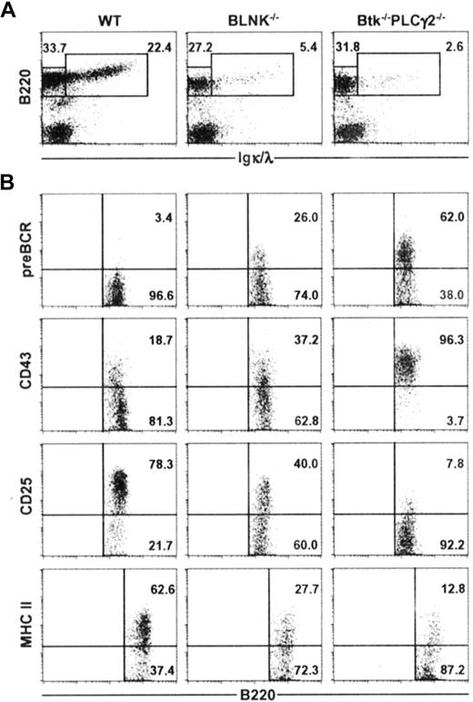 Figure 3. Btk−/− PLCγ2−/− B cells are arrested at an earlier developmental stage compared with BLNK−/− B cells. Bone marrow cells from WT, BLNK−/−, and Btk−/− PLCγ2−/− mice were stained for the expression of B220 and Igκ/λ (IgL) (A), and B220+IgL− cells were further analyzed for the expression of pre-BCR, CD43, CD25, and MHC class II antigens (B). Numbers indicate percentage of cells in the lymphocyte gate (A), and percentage of B220+IgL− cells (B). Figures shown are representative of 4 independent analyses.