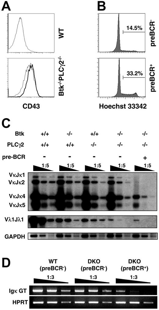 Figure 4. Btk−/− PLCγ2−/− pre-B cells are in cell cycle and exhibit reduced immunoglobulin light chain gene rearrangement. (A) CD43 expression on pre–B cells from WT and Btk−/− PLCγ2−/− mice. Bone marrow cells were stained with anti-B220, Igκ/Igλ (IgL), pre-BCR, and CD43 antibodies. Histogram profiles showed CD43 expression on B220+IgL− preBCR− (thin line) versus B220+IgL− preBCR+ cells (bold line). (B) Cell-cycle analysis of Btk−/− PLCγ2−/− pre–B cells. Cell-cycle status of bone marrow cells was determined by Hoechst 33342 staining of DNA. Data displayed Hoechst 33342 staining in gated B220+IgL− preBCR− and B220+IgL− pre-BCR+ cells from Btk−/− PLCγ2−/− mice. Numbers indicate percentage of cells in cell cycle. (C) Analysis of Ig κ and λ chain gene rearrangements in WT, Btk−/−, PLCγ2−/−, and Btk−/− PLCγ2−/− pre–B cells. DNA was isolated from FACS-sorted bone marrow B220+IgL− pre-BCR− cells of various mice and from sorted B220+IgL− pre-BCR+ cells of double-mutant mice, and serially diluted for analysis of Vκ (top panels) and Vλ1 (middle panel) light chain gene rearrangements by PCR. PCR products were visualized by Southern blotting using Jκ- and Cλ1-specific probes. The GADPH gene was also amplified via PCR as control for the loading of DNA template (bottom panels). Results shown are representative of 3 independent experiments. (D) Examination of Ig κ germ-line transcription by reverse transcription (RT)–PCR. Total RNA was purified from FACS-sorted bone marrow B220+IgL− pre-BCR− cells of WT and Btk−/− PLCγ2−/− mice and B220+IgL− pre-BCR+ cells of Btk−/− PLCγ2−/− (DKO) mice. Reverse-transcribed cDNA was serially diluted for analysis of Ig κ germ-line transcription by PCR. HPRT gene expression was included as cDNA template control. Results shown are representative of 2 independent experiments.