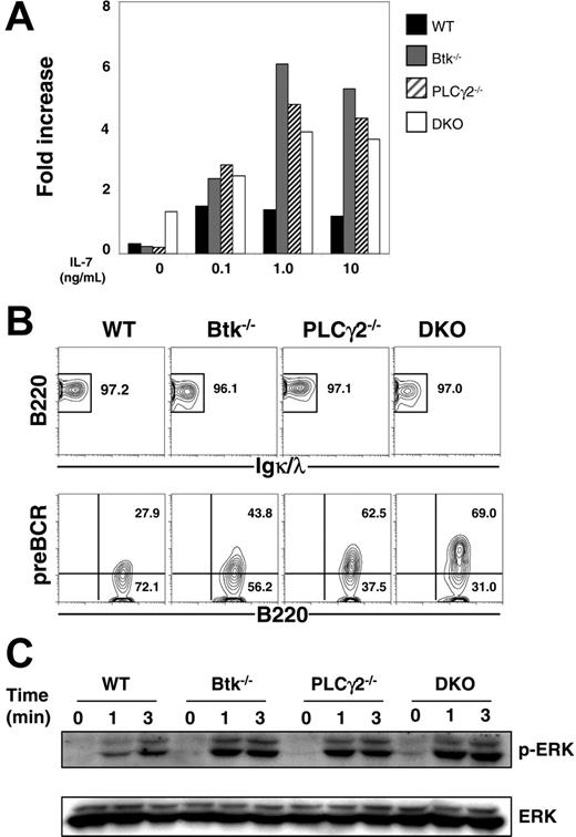 Figure 5. Expansion of Btk−/− PLCγ2−/− pre–B cells in the presence of IL-7. (A) Proliferation of pre–B cells in IL-7 culture. CD19+ B cells from bone marrow of WT, Btk−/−, PLCγ2−/− and Btk−/− PLCγ2−/− (DKO) mice were cultured in the presence of various doses of IL-7, and the number of cells was counted after 4 days of treatment. The proliferative capacity was defined as the increase in cell number relative to the input number of cells at day 0. (B) FACS analysis of cultured pre–B cells. Cells in a 9-day culture were analyzed for the expression of B220, Igκ/λ, and pre-BCR. Numbers indicate percentage of cells in the live cell gate (top panels) and percentage of B220+IgL− cells (bottom panels). (C) Western blot analysis of pre-BCR–induced ERK activation. Cultured pre–B cells were stimulated with 10 μg/mL anti-Igμ F(ab′)2 antibody for various periods of time, and whole-cell lysates were probed with anti–phospho-ERK antibody. Blots were reprobed with anti-ERK2 antibody to determine protein loading. Results shown are representative of 4 and 3 independent experiments for panel A and panels B-C, respectively.
