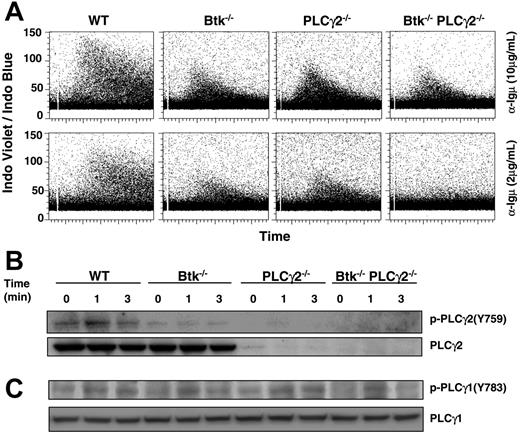 Figure 6. Btk−/− PLCγ2−/− pre–B cells have reduced intracellular calcium signaling in response to pre-BCR engagement. (A) Analysis of pre-BCR–induced calcium flux in WT and various mutant pre–B cells. Cultured pre–B cells were loaded with Indo-1 and treated with high (10 μg/mL) and low (2 μg/mL) doses of anti-Igμ F(ab′)2 antibody. Intracellular calcium influx in gated B220+IgL− cells was shown as a ratio of Indo-1 violet/blue fluorescence versus time. (B-C) Western blot analysis of pre-BCR–induced activation of PLCγ2 and PLCγ1. Cultured pre–B cells were stimulated for various periods of time with anti-Igμ F(ab′)2 antibody, and whole-cell lysates were probed with anti–phospho-PLCγ2(Y759) and anti–phospho-PLCγ1(Y783) antibodies. Blots were reprobed with anti-PLCγ2 and anti-PLCγ1 antibodies to determine protein loading. Results shown are representative of 5 and 3 independent experiments for panels A and B, respectively.