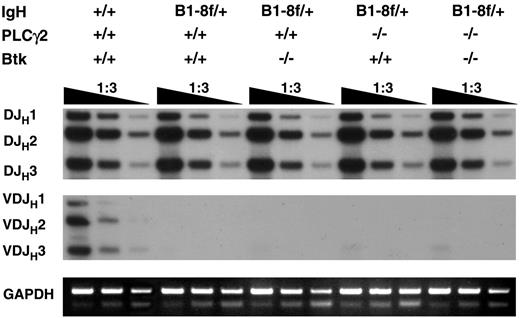 Figure 7. Immunoglobulin heavy chain allelic exclusion is maintained in the absence of Btk and PLCγ2. Genomic DNA was extracted from bone marrow CD19+ IgL− cells of various mice and was serially diluted and subjected to PCR using primers to amplify DH-to-JH and VHJ558-to-DHJH gene arrangements. The PCR products were analyzed by Southern blotting using a DNA fragment spanning JH3 to JH4 as probe. The GADPH gene was amplified as control for the amount of genomic DNA used. Data shown are representative of 2 independent experiments.