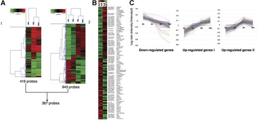 Figure 2. Illustration of the microarrays results. Raw data files from the feature extraction software for image analysis were imported into the Resolver system for gene expression data analysis from Rosetta Informatics. Then combined experiments were generated to obtain average values from the replicates and dye-swap experiments in order to avoid dye incorporation bias. Microarray data were processed and combined using the Rosetta Resolver system, as described.19 (A) Hierarchical cluster analysis. (1) 416 probes: expression profiles in the 4N, 8N, and 16N MK populations compared to the 2N MK population. (2) 943 probes: expression profiles in the 2N, 4N, 8N, and 16N MK populations compared with an MK pool. ANOVA was performed on the 41 059 probes of the chips with a P threshold of < .001. These genes were subjected to hierarchical cluster analysis using a calculation based on Pearson correlation and agglomerative method on the average link. Each row represents the combination of 2 dye-swap experimental samples, and each column represents a single accession number. Three hundred sixty-seven probes are common between these 2 analyses. (B) Analysis of the discriminating genes between the 2N-4N and 8N-16N ploidy levels. Combined microarray data were exported from Resolver into BRB ArrayTools. Analysis of discriminating genes between the 2N-4N and the 8N-16N groups was performed using the class prediction module with a random variance model. As data were previously normalized by feature extraction software, no spot filtering and normalization were performed. Genes with greater than 50% missing values were excluded. Finally, 105 genes were selected based on a P threshold of < .001. (red squares) Overexpression versus the pool of all samples. (green squares) Underexpression versus the pool of all samples. Gene names are displayed as RefSeq or GenBank identifiers on the left, whereas they are displayed as gene symbols (or probe names) on the right. (C) Illustration of the 3 clusters of genes with a ploidy-regulated expression. Three clusters from 8 representing the genes for which the expression is down- or up- regulated with ploidy. Up-regulated genes are divided into 2 clusters, one with a linear increase of expression level between different classes of ploidy (cluster I) and another reaching a plateau between 8N and 16N (cluster II). The y axis represents the LogRatio between the intensity of hybridization of each ploidy level (2N, 4N, 8N, or 16N) and the intensity of hybridization of the MK pool. The x-axis represents the different ploidy levels.