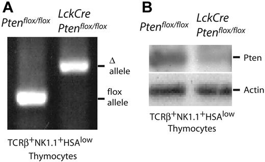 Figure 1. Pten gene deletion in NKT cells in LckCrePtenflox/flox mice. (A) Genomic DNA from TCRβ+NK1.1+HSAlow thymocytes of the indicated genotype was analyzed by PCR. In LckCrePtenflox/flox mice, most TCRβ+NK1.1+HSAlow thymocytes contained the deleted Pten allele (Δ) rather than the WT Pten allele (flox). (B) Western blot analysis of Pten protein expression by the thymocytes in panel A. Actin loading control.