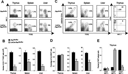 Figure 2. Altered NKT cell populations in LckCrePtenflox/flox mice. (A-B) Decreased numbers of NK1.1+TCRβ+ cells in LckCrePtenflox/flox mice. (A) MNCs were isolated from the thymus, spleen, and liver of mice of the indicated genotypes, and NK1.1+TCRβ+ cells were analyzed by flow cytometry. Numbers within the panels indicate the relative percentages of NK1.1+TCRβ+ cells in total lymphocyte populations. (B) Absolute numbers of the NK1.1+TCRβ+ cells in panel A. (C-E) Altered maturation and numbers of Vα14iNKT cells. (C, left panel, and D) The percentage of Vα14iNKT cells in total MNCs is normal in the thymus of LckCrePtenflox/flox mice but decreased in spleen and liver. (C, right panel, and E) Stage 2 (CD44+NK1.1−) Vα14iNKT cells were increased, but stage 3 (CD44+NK1.1+) cells were decreased in the thymus of LckCrePtenflox/flox mice. The percentages of NKT subsets in αGalCer-CD1d+TCRβ+-gated thymocytes (C, right panel) and in total MNCs in thymus (E) are shown. For panels B, D, and E, results are expressed as the mean ± SEM for 3 mice per group. **P < .01.