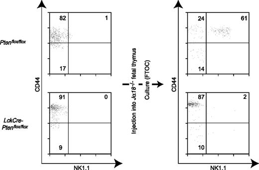 Figure 3. Failure of Pten-deficient immature Vα14iNKT cells to mature in vitro. CD44highNK1.1− (stage 2, immature) Vα14iNKT cells were purified from the thymi of Ptenflox/flox or LckCrePtenflox/flox mice and injected into FTOCs derived from a Jα18−/− embryo. (Left) Flow cytometric analysis of cell populations injected. (Right) At 9 days after injection, Vα14iNKT cells in the FTOC were isolated and analyzed by flow cytometry to detect stage 3 (mature) cells. Mature Vα14iNKT cells were very rare in FTOCs receiving Pten-deficient stage 2 NKT cells. One result representative of 3 experiments is shown.
