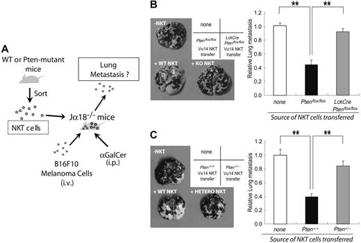 Figure 5. Defective antitumor surveillance by Pten-deficient Vα14iNKT cells. (A) Scheme describing the experimental protocol used to evaluate antitumor surveillance by NKT cells in vivo. Vα14iNKT cells were purified from mice of the indicated genotypes and adoptively transferred into Jα18−/− mice that had been inoculated with B16F10 melanoma cells. The mice were then injected with αGalCer at 0, 4, and 8 days after NKT cell transfer. After 14 days, numbers of focal lung metastases were counted. (B-C, left panels) Increased lung metastasis. Quadrant scheme in the upper corners shows the labeling of the cell images. “None” indicates controls in which no cells were transferred. Representative images of lung metastases 2 weeks after the transfer of Ptenflox/flox or LckCrePtenflox/flox Vα14iNKT cells (B) or after the transfer of Pten+/+ or Pten+/− Vα14iNKT cells (C) are shown. (B-C, right panels) Relative numbers of the lung metastases identified in the left panels. Results shown are mean ± SEM of 18 mice that received no cells and 6 mice each that received Vα14iNKT cells. **P < .01.