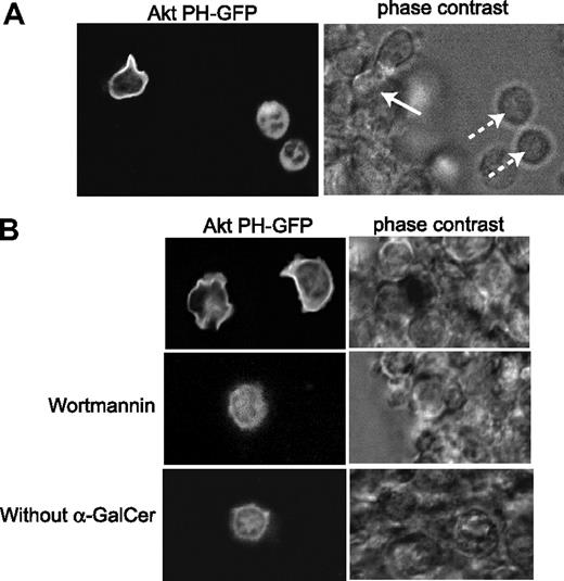 Figure 6. PI3K is activated in Vα14iNKT cells that interact with αGalCer-loaded DCs. Localization of PIP3 to the NKT cell membrane. TCRβ+NK1.1+HSAlow NKT cells were purified from thymocytes of 8-week-old AktPH-GFPtg/tg mice (WT for Pten) expressing the PIP3-binding AktPH-GFP bioprobe I (left). These Vα14iNKT cells were incubated with αGalCer-loaded DCs, and PIP3 localization was determined by confocal fluorescence (left) and phase contrast (right) microscopy. (A) Vα14iNKT cells that made contact with αGalCer-loaded DCs showed membrane localization of PIP3 (solid arrow), while PIP3 remained in the cytoplasm of Vα14iNKT cells that did not make contact with DCs (dotted arrows). (B) AktPH-GFP bioprobe localization to the plasma membrane of Vα14iNKT cells was inhibited by wortmannin or by contact with DCs lacking αGalCer.