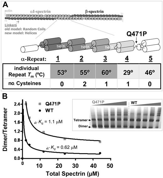 Figure 1. Spectrin structures and interactions and the anemia-causing linker mutant. (A) Antiparallel heterodimers of αI-spectrin (light) and β-spectrin (dark) associate head to tail to form a tetramer that crosslinks F-actin at the red blood cell membrane. Linkers between repeats were originally thought to be random coils, but recent evidence suggests many are helical. Normal and mutant constructs of the αI-spectrin N-terminus allow study of the effects of the pathogenic mutation Q471P, which is located in the linker between repeats α4 and 5. The table lists the melting temperature of the individually expressed repeats2 and the number of cysteines within each repeat. (B) Dimer-tetramer ratio for spectrin purified from control and patient blood, with model fits that yield a weaker dissociation constant Kd-tetramer for the Q471P mutant (data not shown). (inset) A 2% to 4% gradient nondenaturing polyacrylamide gel of spectrin from control and patient erythrocytes. Lanes 1 to 5 contain WT sample spectrin concentrations of 11, 6, 3, 1, and 0.5 mg/dL. Lanes 6 to 11 contain hereditary elliptocytosis patient spectrin concentrations of 15, 11, 6, 3, 1, and 0.5 mg/dL.