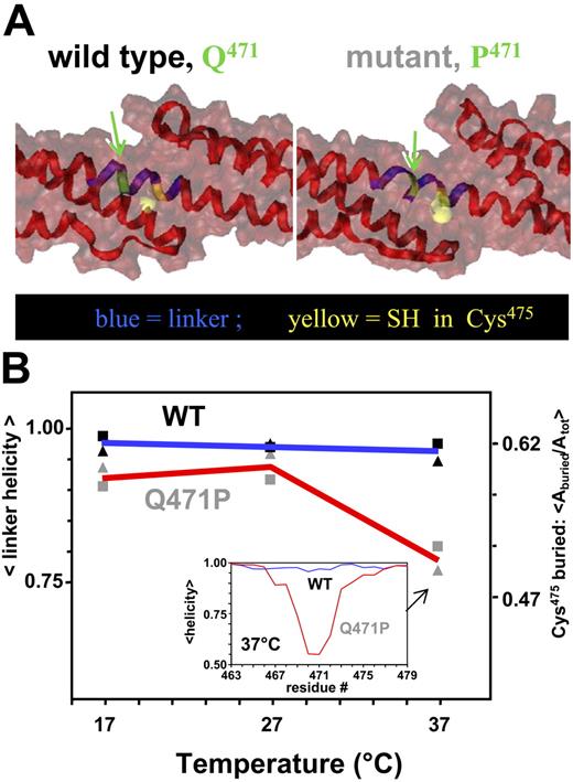 Figure 3. Molecular dynamics simulations show α4-5 linker destabilization. (A) Snapshots of the α4-5 linker (blue) for WT and mutant at 37°C. The mutated site and Cys475 are represented in green and yellow, respectively. Ribbon representations show a disruption of the helix in the linker of the mutant, whereas the molecular surface representation shows an increase in solvent-exposed area of the Cys. (B) Quantitation of Cys475 exposure (▴) and linker helical content (▪) from molecular dynamics simulation. (inset) Normalized fraction of helical content along the backbones at 37°C. Note that compared with WT (blue line), the Q471P mutant (red line) shows considerable loss in helicity (approximately 40%) in the linker region. Arrows denote area of helix altered by proline mutation.