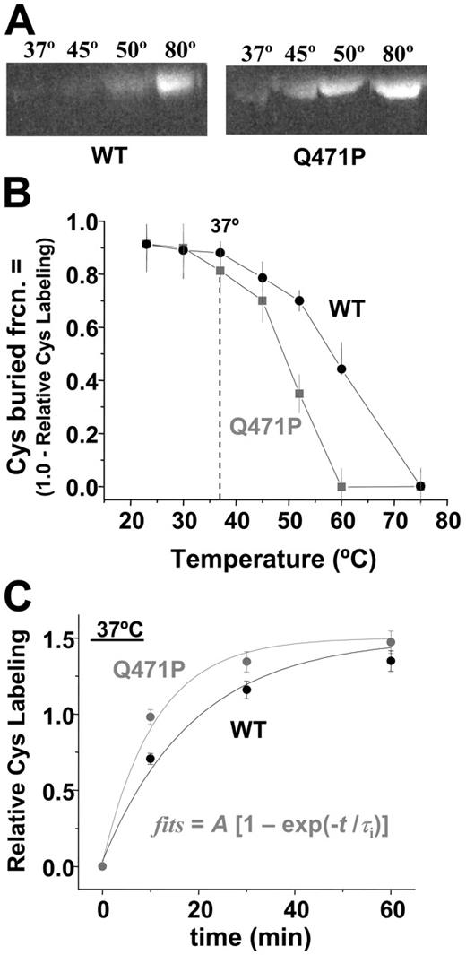Figure 4. Cysteine labeling compared with temperature for mutant and WT. (A) SDS-PAGE followed by fluorescence imaging of IAEDANS-labeled proteins illustrates an increase in Cys labeling at lower temperatures for the mutant. (B) Unlabeled Cys compared with temperature after 60-minute reaction. Splayed curves resemble the unfolding curves of Figure 2, with significant differences in labeling at temperatures higher than 30°C. (C) IAEDANS reaction kinetics of WT and Q471P with associated fits. First-order reaction rate fits to the data demonstrate a 1.9-fold faster rate of reaction for Q471P than for WT.