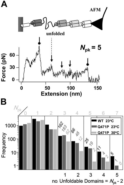 Figure 5. Domain numbers under mechanical stress. (A) Schematic diagram of AFM-forced unfolding with a single repeat shown unfolded. Such unfolding yields a single peak (arrows) in the sawtooth-shaped force-extension plot; the first and last peaks (circles) correspond to desorption of the protein from either the surface or the AFM tip. (B) Frequency of occurrence for unfolding spectrin domains (Npk-2). The mutant shows fewer high Npk sawtooth patterns, indicating a relative loss of domain structure.