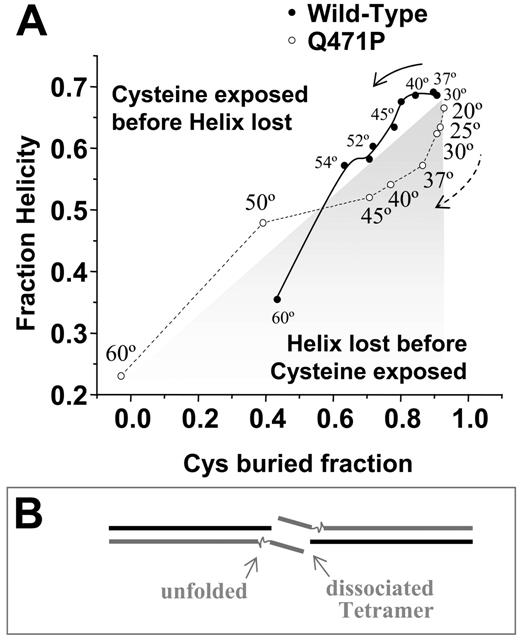 Figure 6. Proline mutation alters folding state. (A) Plot of helicity compared with fraction unlabeled cysteine at temperatures ranging from 20°C to 60°C reveals divergent unfolding pathways on mutation (B) The reduced structural stability of the mutant is speculated to add flexibility and to increase entropy in destabilizing the αβassociation in the tetramer.