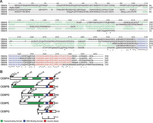 Figure 1. Comparison of CEBP proteins. (A) Multiple amino acid alignment of CEBP proteins. Five members of the CEBP gene family were profiled by the ClustalX program (http://bips.u-strasbg.fr/fr/Documentation/ClustalX). Basic DNA-binding and leucine zipper motifs that compose the bZIP domain are colored blue and red, respectively. A proline- or glycine-rich region suggesting transactivating domains are shown in green. *Positions that have a single, fully conserved residue; a colon indicates strong homology, and a period indicates weak homology, respectively based on the Gonnet Pam250 matrix. (B) Schematic diagram of CEBP structures and mutation sites. Basic DNA-binding motif, leucine zipper motif, and potential transactivating domain are shown in blue, red, and green, respectively. The ATG start codons, including potential initiation codons, are indicated by the arrows with the amino acid numbering. The protein sizes are shown on the right side. Arrowheads indicate the positions of mutations detected in this study.