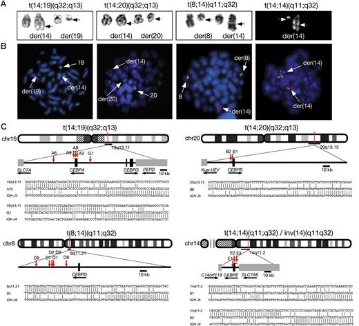 Figure 3. Molecular cytogenetic analysis of patients with CEBP/IGH translocations. (A) Representative partial karyotypes of the 4 IGH translocation from left to right: G-banded, t(14;19)(q32;q13), t(14;20)(q32;q13), t(8;14)(q11;q32); and R-banded, t(14;14)(q11;q32). In the G-banded images the normal chromosomes are shown on the left and the abnormal (der) chromosomes are shown on the right (breakpoints arrowed). There are no normal chromosomes 14 in the R-banded image as both are involved in the translocation. (B) Equivalent FISH images of DAPI-stained metaphases hybridized with specific probes (from left to right) for CEBPA, CEBPB, CEBPD, and CEBPE (probe details are provided in Table 1). A normal red/green fusion signal is seen on the normal chromosomes at 19q13, 20q13, and 8q11. In t(14;14) the normal fusion is seen at 14q11 on the larger der(14) chromosome. A splitting of 1 fusion signal between the derivative chromosomes is shown, with the centromeric signal remaining on the derivative partner chromosome, while the telomeric signal has translocated to the IGH locus in 14q32 on the der(14) (arrows). (C) Idiograms to show the location of breakpoints cloned by LDI-PCR from the IGHJ6 segment. Representative breakpoint sequences with identity to IGHJ and the corresponding CEBP locus are shown.