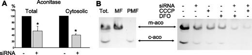 Figure 3. Aconitase activity. (A) The level of aconitase activity in the total cellular homogenates and in the postmitochondrial fraction was analyzed and expressed as percentage of the activity of the control mock-transfected cells. Mean and SD of 7 experiments for the total and of 3 experiments for the cytosolic aconitase. *Significant difference (P < .05). (B, left) The total cell homogenates of untreated HeLa cells (Tot), the mitochondrial fraction (MF), and the postmitochondrial fraction (PMF) were separated on nondenaturing PAGE, and the activity of aconitase was revealed. The fast band corresponds to the cytosolic aconitase (c-aco), while the slower band, to the mitochondrial isoform (m-aco). (Right) HeLa cells, transfected with ABCB7 siRNA (siRNA), treated for 18 hours with 30 μM CCCP to abolish membrane potential, or for 18 hours with the iron chelator desferrioxamine 1 mM (DFO), as indicated, were analyzed for aconitase activity. Wells were loaded with 100 μg proteins, and the load was verified by protein stain of the gel.
