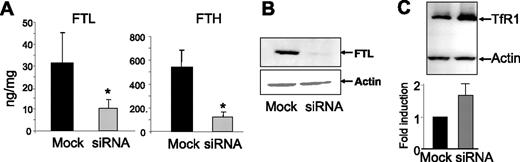 Figure 4. Indices of cellular iron status. (A) After the double round of transfections, the content of H-ferritin (FTH) and L-ferritin (FTL) of the cell homogenates was evaluated by ELISA assays, and the data were expressed as nanogram of ferritin per milligram of total proteins. Mean and SD of 10 and of 3 different experiments for FTL and FTH, respectively; the asterisks indicate significant difference (P < .05). (B) The ferritin content of the cell homogenates was evaluated by blotting from SDS-PAGE overlaid with anti–L-ferritin antibody. Actin was used for normalization. (C) Blotting of the cell homogenates with anti–transferrin receptor 1 (TfR1) antibodies. The level of expression relative to the control mock-transfected cells was quantified by gel densitometry in 3 different experiments and shown in the histogram. Data are shown as mean and SD of 3 experiments.