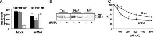 Figure 5. Cellular iron incorporation and oxidative damage. (A) Transfected and control cells were incubated for 3 hours with 2 μCi/mL (0.074 MBq) (55Fe) ferric ammonium citrate, and then the iron content was analyzed in the total cell extract (Tot), in the postmitochondrial fraction (PMF), and in the mitochondrial fraction (MF). The data are expressed as picomole 55Fe per milligram protein. Mean and SD of 4 experiments. (B) The 3 cellular fractions were loaded on nondenaturing PAGE (10 μg protein per lane), and then exposed to autoradiography to analyze protein-bound iron. A single band was evident, and it corresponded to the cytosolic H/L ferritin. The mobility of the mitochondrial ferritin (MtF) is indicated. (C) The mock-transfected controls and siRNA-transfected cells were incubated for 2 hours with various concentrations of H2O2, and then their viability was evaluated by MTT assay. Mean and SD of 3 experiments in octuplicate. The difference between the 2 plots was statistically highly significant (P = .009).