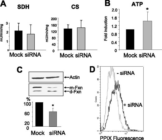 Figure 6. Mitochondrial functionality. (A) Activity of succinate dehydrogenase (SDH) and of citrate synthase (CS) in the cellular extracts of control and transfected cells. Mean and SD from 8 experiments, expressed as units per milligram total proteins. (B) Total ATP content of the cells expressed as fold increase over the control, mock-transfected cells; mean and SD of 6 experiments; the difference was statistically significant (*P = .038). (C) Blotting analysis of frataxin expression in the control and transfected cells. Frataxin separates in a slower band corresponding to the mature form (m-Fxn) and a faster band corresponding to a degraded form (d-Fxn). In the silenced cells, the degraded form predominates. The relative content of total frataxin was evaluated by gel densitometry of 4 experiments as shown in the histogram. The difference was statistically significant (*P = .017). (D) Histogram of protoporphyrin fluorescence of HeLa cells before (−siRNA) and after (+siRNA) ABCB7 silencing. Data are representative of 4 independent experiments that showed an increase of 1.33-fold after silencing (P = .008).