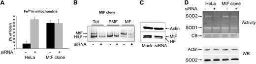 Figure 7. ABCB7 silencing in MtF-expressing cells. (A) The HeLa cell clone harboring a vector for the expression of MtF (MtF clone) was transfected with ABCB7-siRNA and then incubated with 2 μCi/mL (0.074 MBq) (55Fe) ferric ammonium citrate. After 3 hours, the cells were harvested and iron content was analyzed in the total and mitochondrial fractions. Iron incorporation in the mitochondria is expressed as percentage of total incorporated iron. In parallel are shown the data of MtF-free HeLa cells (HeLa) from Figure 5. Data are shown as mean and SD of 3 experiments. (B) The 3 cellular fractions were analyzed on nondenaturing PAGE and exposed to autoradiography to evaluate iron incorporation into cytosolic (H/L) and mitochondrial (MtF) ferritins. (C) Blotting with anti-MtF antibody of the total cellular extracts (30 μg per lane) of control and transfected MtF clone, which recognizes MtF and H-ferritin (HF). Gel densitometry showed that MtF in the ABCB7-silenced cells is 80% of the control cells. (D) In the upper panel, the total cell homogenates (10 μg) were analyzed for SOD activity by nondenaturing PAGE and nitroblue tetrazolium staining. SOD2 and SOD1 indicate activity of mitochondrial Mn SOD2 and of cytosolic SOD1 enzymes, respectively. CB indicates Coomassie blue stain of a band used for calibration of protein load. Lower panel shows SDS-PAGE Western blotting of the total homogenates (10 μg) stained with anti-SOD2 (SOD2) and with antiactin antibody. Data are representative of 3 independent experiments with equivalent results.