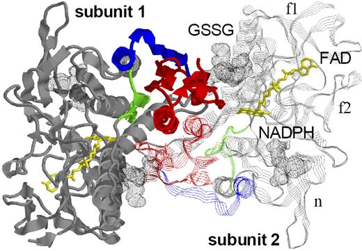 Figure 1. Structure of a human glutathione reductase dimer. The protein backbones of the 2 subunits are shown as ribbons. f1 indicates FAD domain 1; f2, FAD domain 2; and n, NADPH domain. The enzyme's FADs are shown in yellow. Each monomer is an essential part of both catalytic sites. The interface domain is highlighted in color: In the patients of family 1, only the green residues are identical with the wild-type enzyme. The blue residues are replaced by an aberrant sequence, and the red part is completely missing. The atoms of the substrates GSSG and NADPH are indicated as dotted spheres. Note that the nicotine amide ring—otherwise sandwich-like adjacent to the flavin ring—is missing here (1GRA). The structure was created with RasMol V 2.7.2.1.1 (Herbert J. Bernstein, www.bernstein-plus-sons.com/software/rasmol) based on the structural information provided by protein database file 1GRA.1