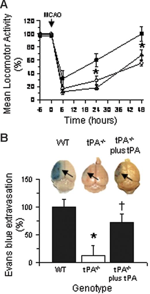 Figure 5. Effect of tPA on locomotor activity and cerebral edema following MCAO. (A) Mean locomotor activity at 6, 24, and 48 hours after MCAO in wild-type (○) or tPA−/− mice (▪ and ▴); tPA−/− mice treated with murine tPA immediately after MCAO (▴). Error bars describe standard error of the mean; n = 6; *P < .05 when tPA−/− mice are compared with wild-type mice or with tPA−/− animals treated with tPA. (B) Evans blue dye extravasation in the same group of animals as panel A 48 hours after MCAO. Error bars describe standard error of the mean. *P < .01 when tPA−/− mice are compared with wild-type animals; †P < .05 when tPA−/− mice treated with recombinant tPA are compared with untreated tPA−/− mice. The pictures correspond to one representative brain in each experimental group. The blue staining is apparent in areas with increase in blood-brain barrier permeability (arrows).