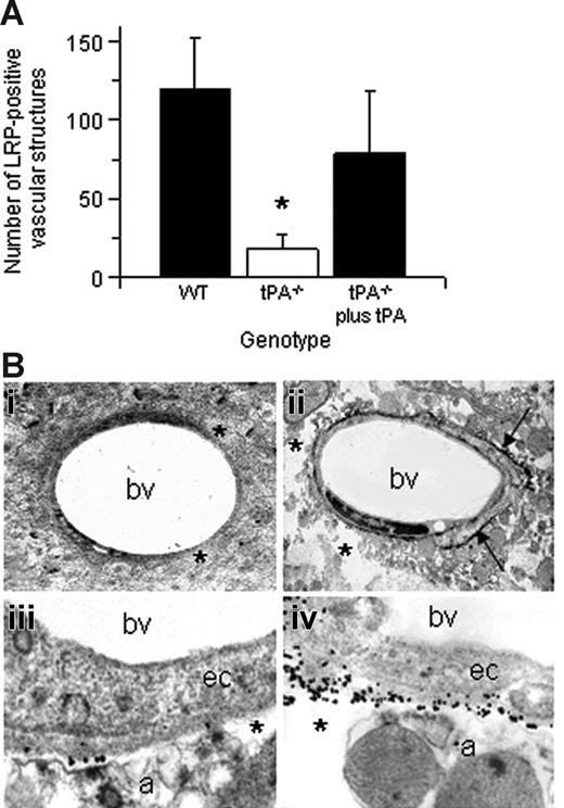 Figure 6. Effect of tPA on cerebral ischemia-induced shedding of LRP's ectodomain. (A) Number of LRP-positive vascular structures in wild-type (WT) and tPA−/− mice in the 3 AOIs 24 hours after MCAO. A subset of tPA−/− mice was intracerebrally injected with murine tPA immediately after MCAO (tPA−/− plus tPA). Error bars describe standard error of the mean; n = 6; *P < .005 relative to WT and tPA−/− plus tPA. (B) Electron microscopy analysis of LRP in the NVU in the area of developing cerebral edema 24 hours after MCAO in tPA−/− mice intracerebrally injected with either PBS (i,iii) or recombinant tPA (ii,iv) immediately after MCAO. Brains were stained with the R2629 anti-LRP antibody. Arrows in panel Bii depict the presence of LRP around the blood vessel. Asterisks in panel Bii, iii, and iv denote areas of perivascular edema. A indicates astrocyte; bv, blood vessel; ec, endothelial cell. Magnification, ×5000 (i-ii) and ×30 000 (iii-iv). Images were visualized using a Hitachi H-7500 electron microscope.