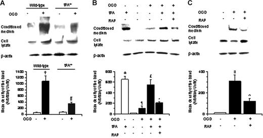 Figure 7. LRP shedding from murine astrocytes exposed to OGD conditions. (A) Representative immunoblot with the R2629 antibody of cell lysates and conditioned media of astrocytes from wild-type and tPA deficient (tPA−/−) mice exposed to either normoxic or OGD conditions for 6 hours. Top panel shows LRP in the conditioned media, and lower panel represents LRP in cell lysates. Each observation was repeated 4 times. Bar graph describes mean density of the band per experimental group. Lines depict SEM. White bars represent results obtained under normoxic conditions. Black bars depict observations made under OGD conditions. †P < .001 and ¶P < .05 relative to astrocytes exposed to normoxic conditions (B) Representative immunoblot with the R2629 antibody of cell lysates and conditioned medium of astrocytes from wild-type mice exposed to either normoxia or OGD conditions, in the presence or absence of either tPA or tPA and RAP. Upper panel shows LRP in the conditioned media and lower panel represents LRP in cell lysates. Each observation was repeated 4 times. Bar graph describes mean density of the band per experimental group. Lines depict SEM. White bars represent results obtained under normoxic conditions. Black bars depict observations made under OGD conditions. ±P < .01 and ¶P < .05 relative to astrocytes exposed to normoxic conditions in absence of tPA. £P < .01 relative to astrocytes exposed to OGD conditions without tPA or with tPA plus RAP. *P < .05 relative to astrocytes exposed to OGD conditions in the absence of tPA. (C) Representative immunoblot with the R2629 antibody of cell lysates and conditioned media of astrocytes from wild-type mice exposed to either normoxia or OGD conditions, in the presence or absence of RAP. Each observation was repeated 4 times. Bar graphs describe mean density of the band for a total of 4 observations per experimental group. Lines depict SEM. White bars represent results obtained under normoxic conditions. Black bars depict observations made under OGD conditions. ⋀P < .01 relative to astrocytes maintained under normoxic conditions; ‖P < .05 relative to astrocytes exposed to OGD conditions in the absence of RAP.