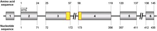 Figure 1. The RPS19 gene. The RPS19 gene consists of 6 exons. Exon 1 corresponds to the 5′ untranslated region of the mRNA and translation starts at the first nucleotide of exon 2. The point mutation hotspot region in patients with DBA is shown in yellow. Amino acid numbers are indicated at the start and end of exon 2 through 6. The illustration is not drawn to scale. Several studies have reported detailed mapping of RPS19 mutations in patients with DBA.20–22