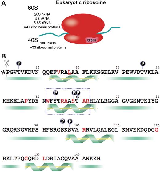 Figure 3. The ribosome and RPS19. (A) The eukaryotic ribosome consists of ribosomal proteins and ribosomal RNA. The ribosome and its subunits are named by Svedberg units (S), which reflect the particles' sedimentation rate in an ultracentrifuge. The small subunit is named 40S, the large subunit 60S, and the complete ribosome 80S. The 40S subunit is a macromolecule composed by 18S rRNA together with 33 ribosomal proteins of which one is RPS19. (B) RPS19 consists of 144 amino acids because the first methionine is cleaved off. Amino acids predicted to be phosphorylated are labeled with a circled P. The 4 predicted α-helix structures are demonstrated by a green helix. Amino acids that are altered because of missense point mutations in patients with DBA are labeled with red letters. Amino acids mutated in multiple patients are red and underlined. A blue-dotted box marks the point mutation hotspot region.