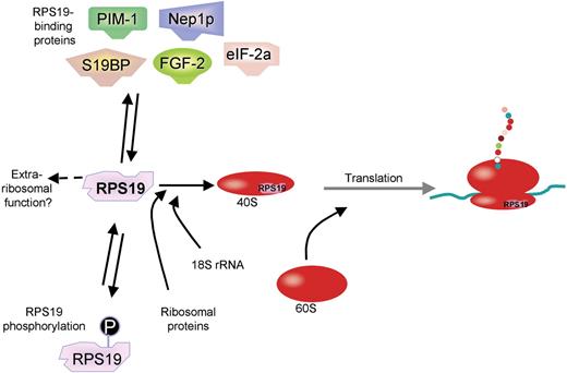 Figure 4. Actions of RPS19. The illustration summarizes the known functions and interactions of RPS19. RPS19 is reported to interact with PIM-1, Nep1p, S19BP, FGF-2, and eIF-2α, as well as being phosphorylated in vitro. RPS19 is required for 18S rRNA and 40S subunit maturation. Most of the suggested functions of the RPS19 protein are within the translational machinery.