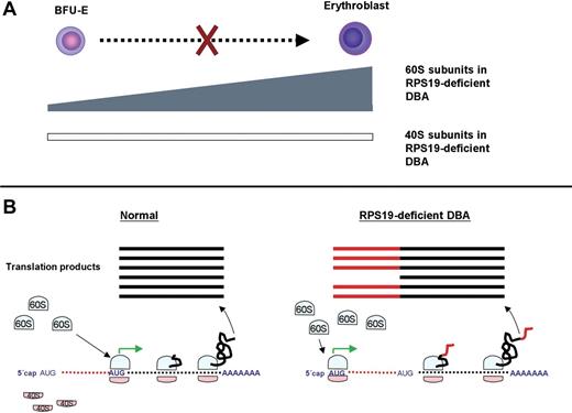 Figure 5. Hypotheses linking 40S deficiency to anemia. (A) The erythroblast normally produces exceptionally high amounts of ribosomes. Erythroid development may come to a halt at the erythroblast stage in 40S-deficient cells, because they will have difficulties to meet the high demand of ribosome biogenesis. The relative 40S deficiency is expected to be most severe at this arrested stage of erythroid development. (B) Several transcription factors can be translated from alternative translation initiation sites in the 5′ untranslated region. A 40S subunit deficiency may cause translation from alternative translation initiation sites and produce protein isoforms with unwanted characteristics.