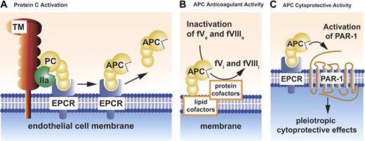 Figure 1. Schematic models of PC activation and APC activities. Protein C (PC) activation occurs on the endothelial cell membrane and requires thrombomodulin (TM) (A). Thrombin (IIa) bound to thrombomodulin activates protein C. Binding of protein C to its endothelial receptor, EPCR, provides for the most efficient activation of protein C. Protein C and APC have a similar affinity for EPCR. Dissociation of APC from EPCR allows expression of APC's anticoagulant activity (B), whereas retention of APC bound to EPCR allows APC to express multiple direct cellular activities (C). APC conveys its anticoagulant activity (B) when bound to cell membrane surfaces, various microparticles, or lipoproteins (eg, HDL). As an anticoagulant, APC cleaves the activated cofactors Va (fVa) and VIIIa (fVIIIa) to yield the inactivated cofactors fVi and fVIIIi. Inactivation of factors Va and VIIIa by APC is enhanced by a number of different protein cofactors (eg, protein S, factor V) and various lipids cofactors (eg, phosphatidylserine, cardiolipin, glucosylceramide, HDL). Beneficial activities of APC that involve direct effects of APC on cells require the cellular receptors EPCR and PAR-1 (C). These activities include APC-mediated alteration of gene expression, anti-inflammatory activities, antiapoptotic activities, and protection of endothelial barrier functions. Collectively, these activities are referred to as APC's cytoprotective activities.