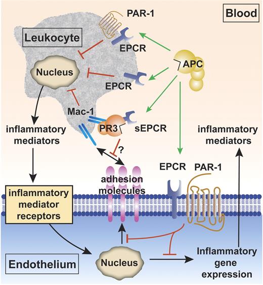 Figure 2. The cytoprotective protein C pathway for APC anti-inflammatory activity. Anti-inflammatory effects of APC include APC's effects on vascular endothelial cells and APC's effects on leukocytes. Inhibition of inflammatory gene expression on endothelial cells by APC is EPCR and PAR-1 dependent (green arrow). APC also down-regulates expression of vascular adhesion molecules (such as ICAM-1, VCAM-1, and E-selectin) on the endothelial surface in the presence of inflammatory mediators (red block), thereby limiting leukocyte adhesion and infiltration. APC reduces proinflammatory mediator release (such as TNFα and IL-1β) from leukocytes (red block). The mechanisms by which APC acts on leukocytes are incompletely resolved and could involve the receptors EPCR and PAR-1, EPCR alone, or others (green arrows).38–41 The complex of soluble EPCR (sEPCR) and proteinase 3 (PR3) binds to the integrin complex CD11b/CD18 (αMβ2; Mac-1; CR3) on activated neutrophils. Although speculative at present (indicated by the question mark), binding of (A)PC to sEPCR is retained when sEPCR is bound to proteinase 3, suggesting that sEPCR might mediate APC cellular signals and/or activation of protein C on leukocytes.42
